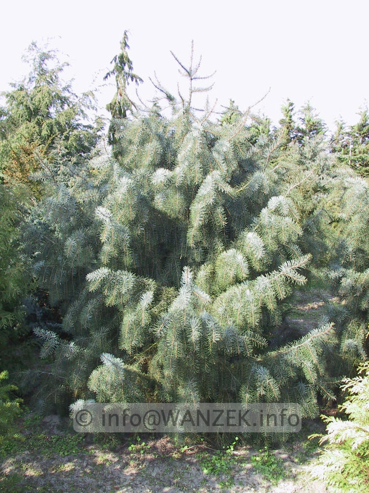 Picea breweriana2.JPG